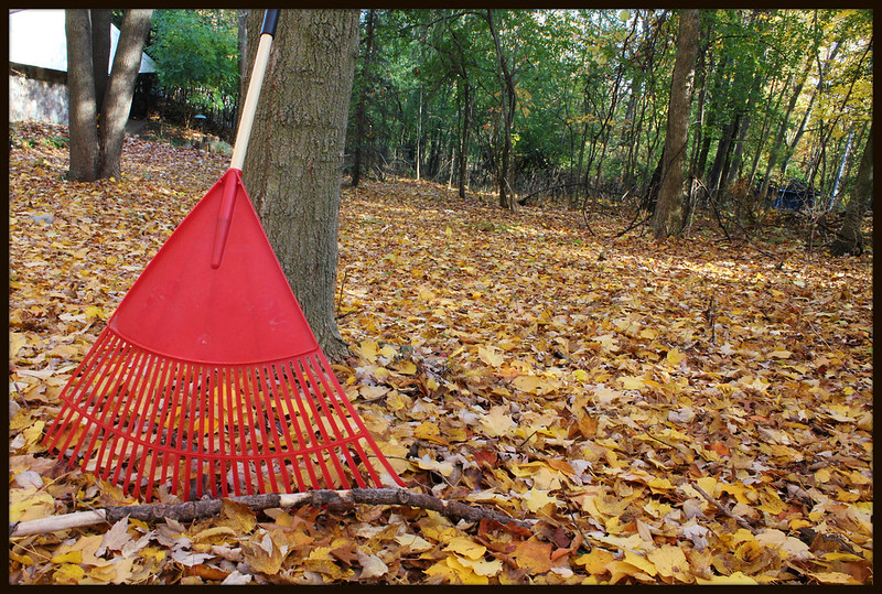 leaves and rake