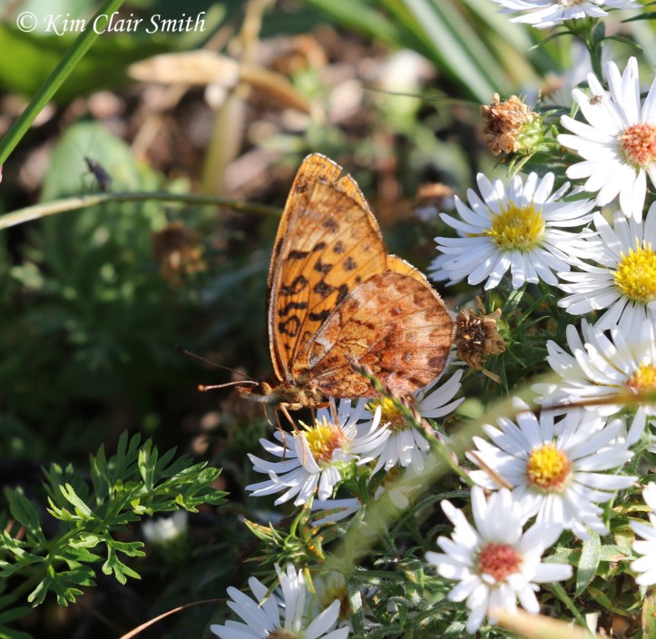 Meadow fritillary on asters w sig