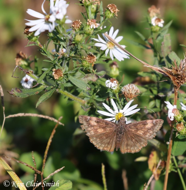 wild indigo duskywing on asters w sig