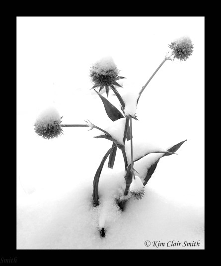 Rattlesnake master with snow - B&W