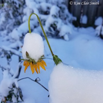 Rudbeckia with snow - blog