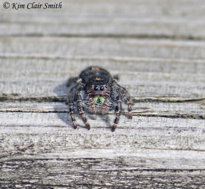 Bold jumper - spider - cute face view w sig