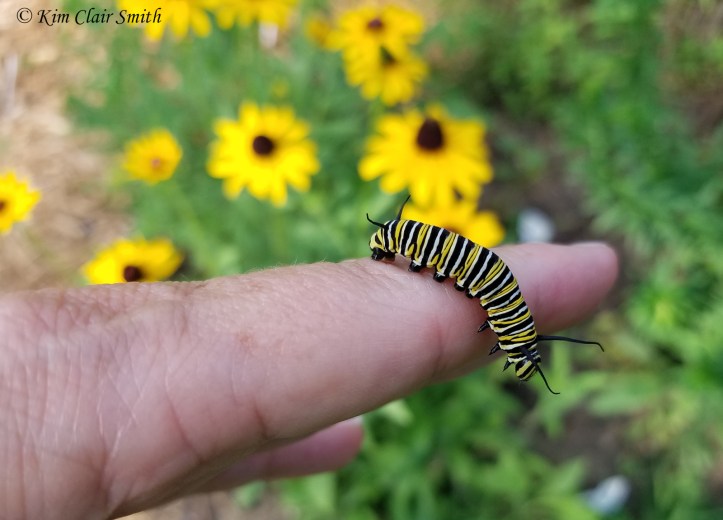 Fifth instar monarch caterpillar on my hand w sig