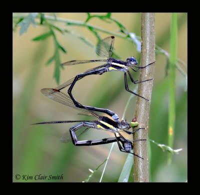 Great spreadwings ovipositing w sig