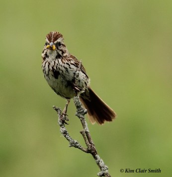 Song Sparrow with food - blog