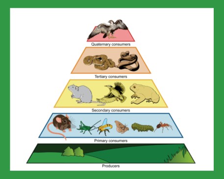 Trophic pyramid from Ck12 dot org - creative commons license