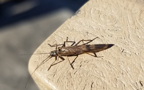 Winter stonefly at Middlegrounds