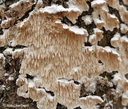 Milk-white toothed polypore - fungus blog