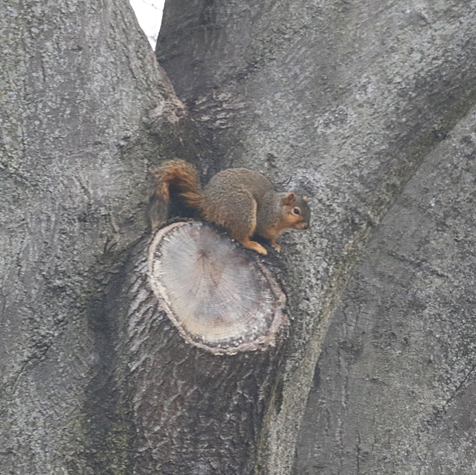 squirrel nest building - blog (2)