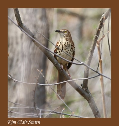 Brown thrasher - blog