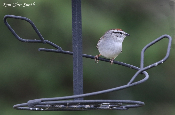 Chipping sparrow - my yard - blog