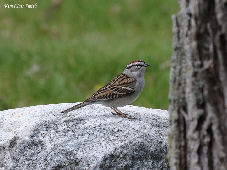 Chipping sparrow on rock - blog