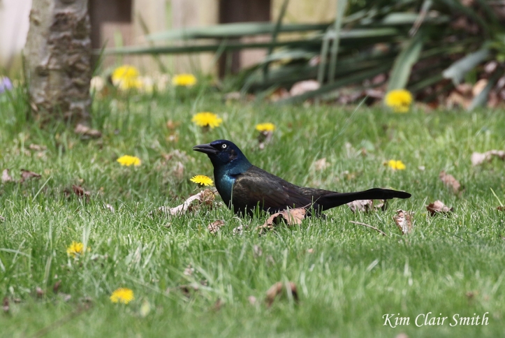 Common grackle with dandelions in my yard - blog