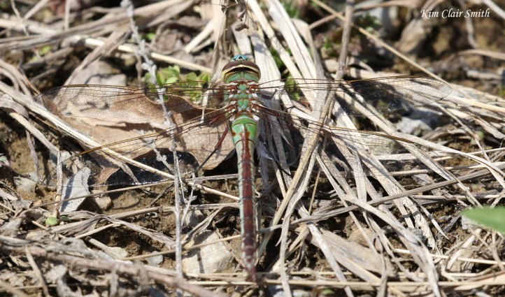 Common Green Darner female - view from above v1 - blog