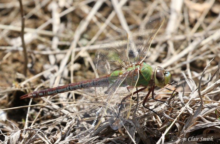Common Green Darner FOY - blog