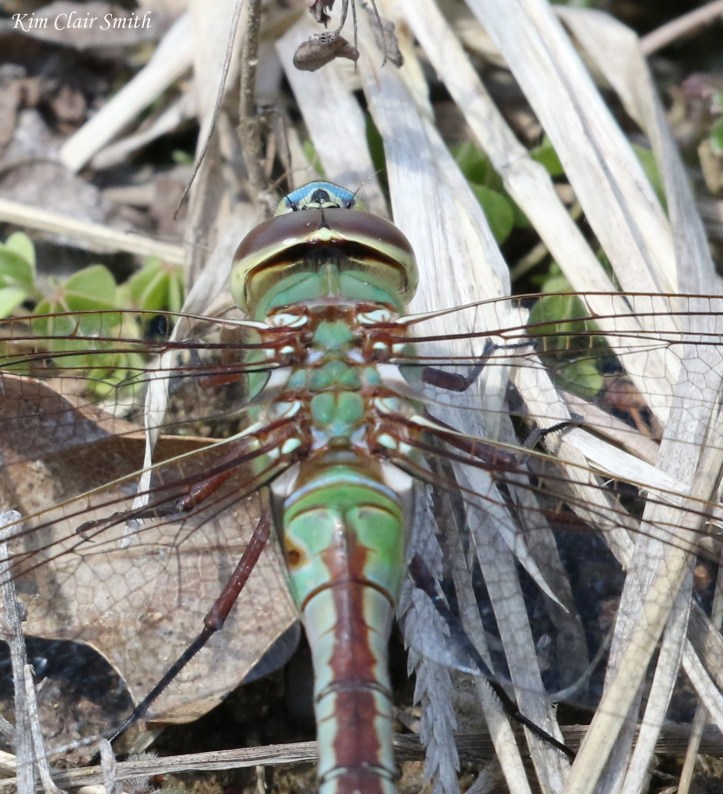 Common Green Darner FOY top of head crop - blog