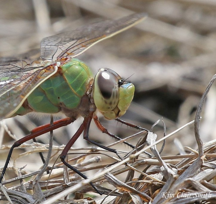 Common Green Darner profile head crop - blog