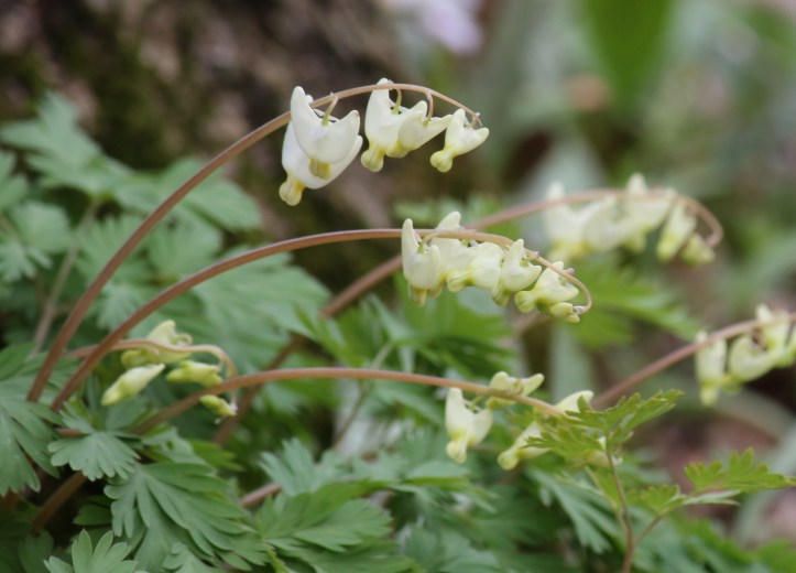 Dutchman's breeches (3)