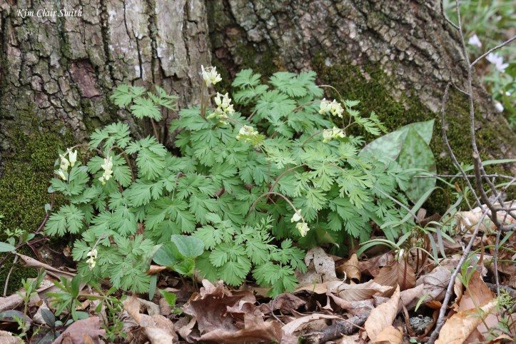 Dutchman's breeches cluster at base of tree - blog