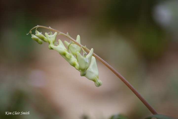 Dutchman's breeches - very new tiny flowers - blog