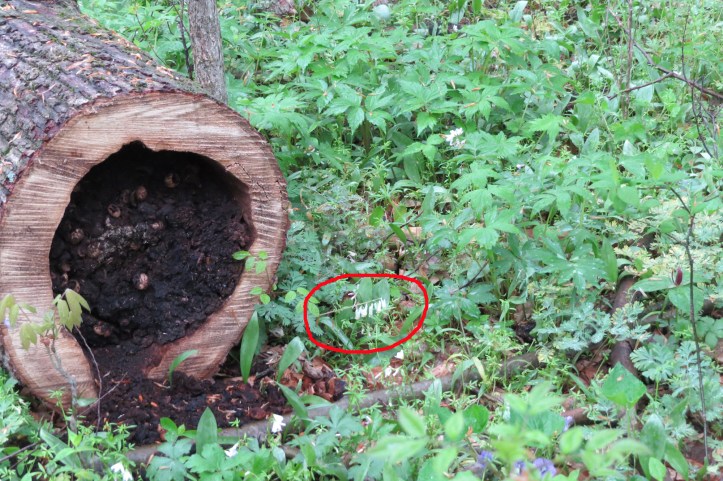 Dutchman's breeches - wide view for scale - red circle