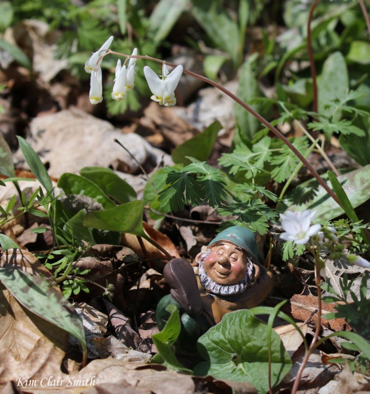 Gnome under Dutchman's breeches laundry LOL v2 blog