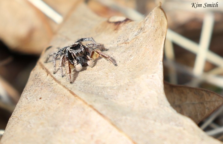 Orbus paradise spider - jumping spider - Habronattus orbus (1)