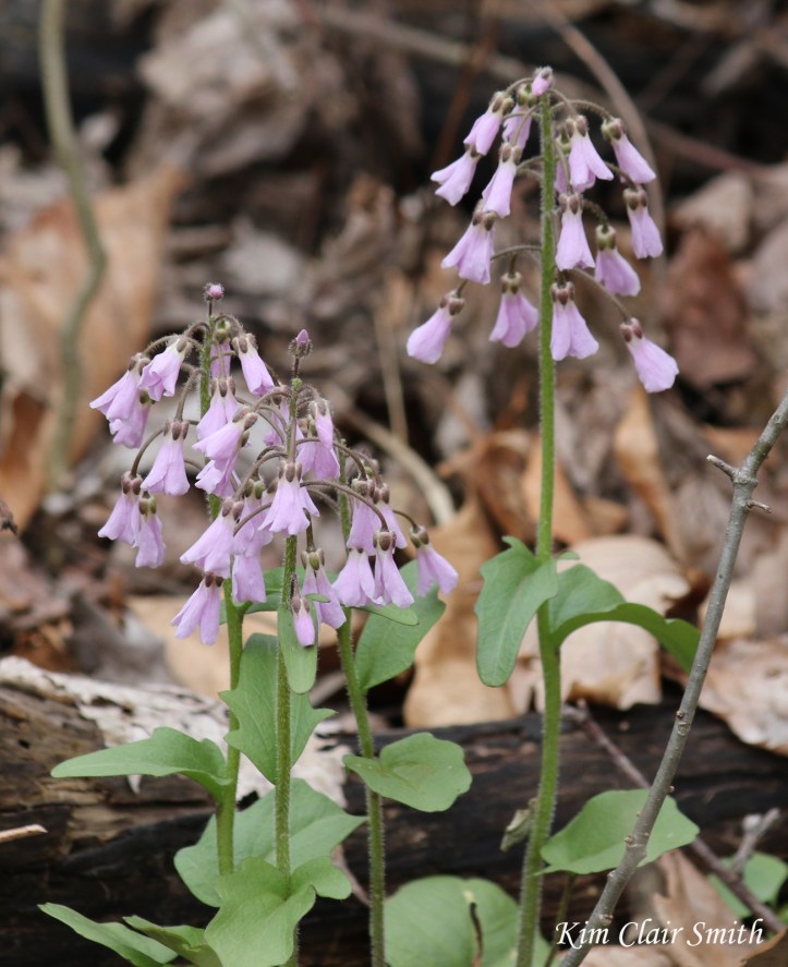 Purple cress w sig blog