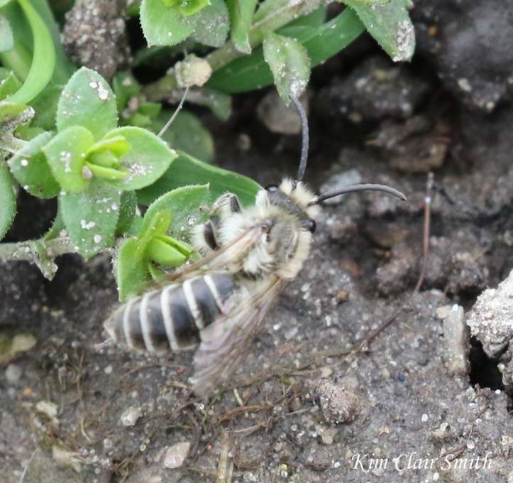 Unequal cellophane bee - Colletes inaequalis - blog