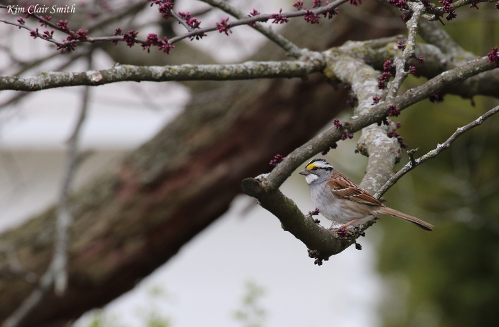 White-throated sparrow in redbud tree