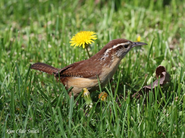 Carolina wren with dandelion w sig