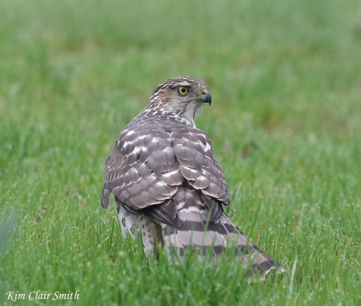 Cooper's hawk with prey v2
