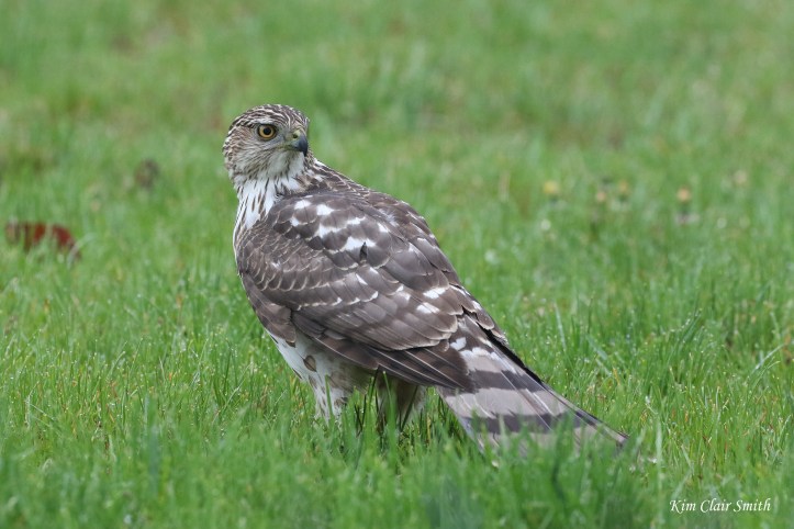 Cooper's hawk with prey v3