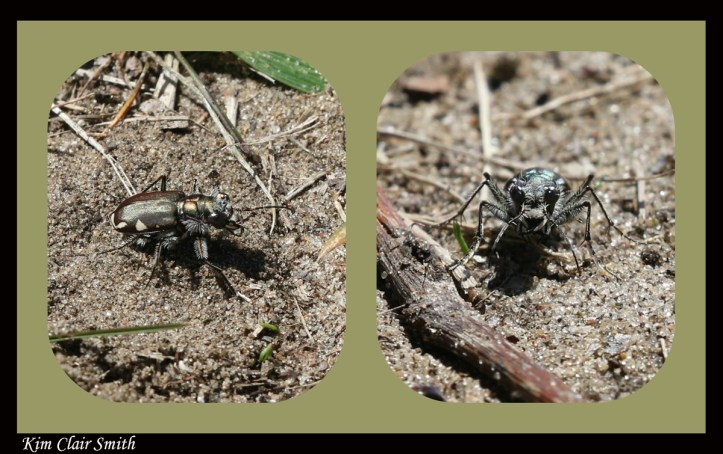 Festive tiger beetle - blog