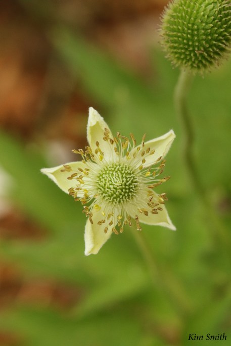 Anemone virginiana - tall thimbleweed