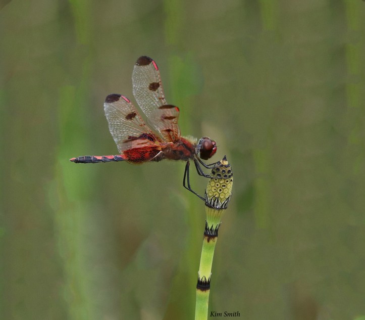 Calico pennant with background blurred - w sig