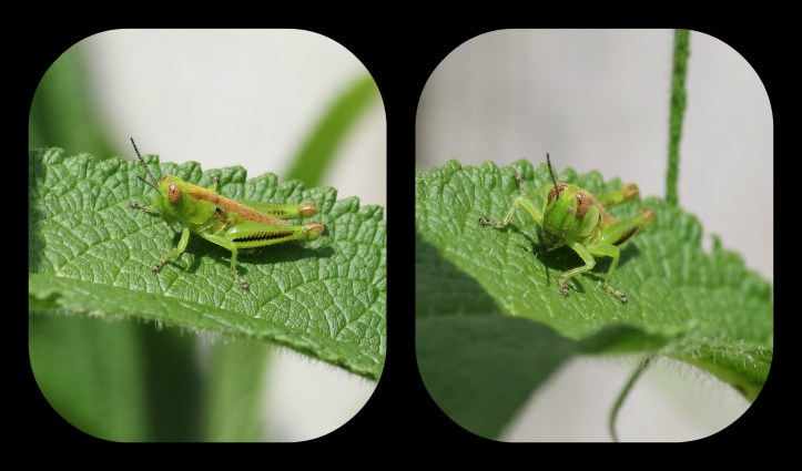 grasshopper collage