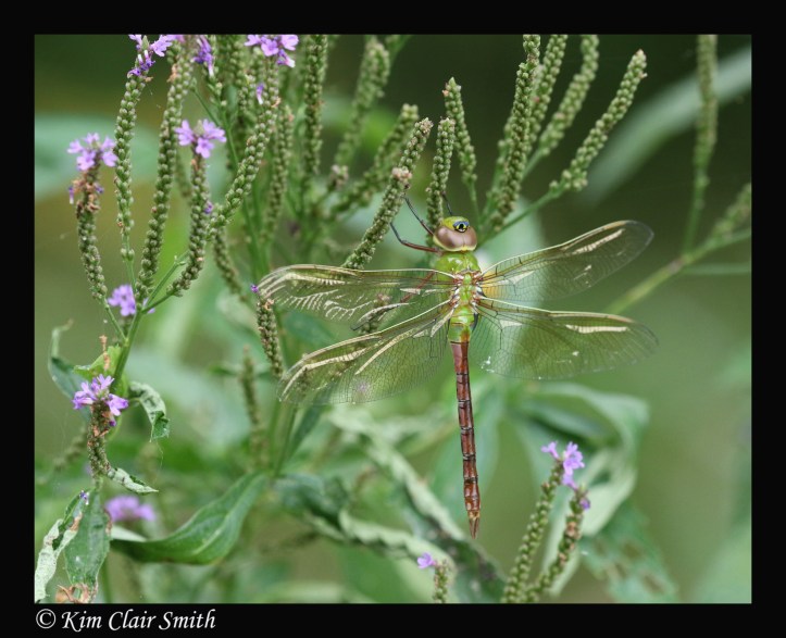 Green darner on blue vervain
