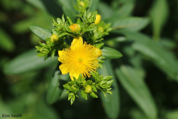 Shrubby st john's wort