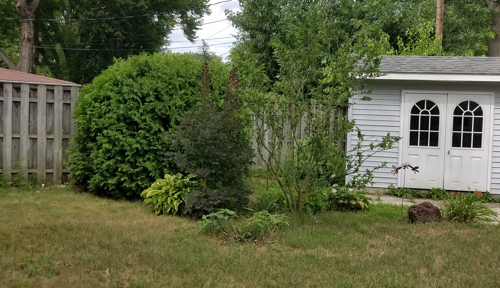 Before shrub removal 7-16-20