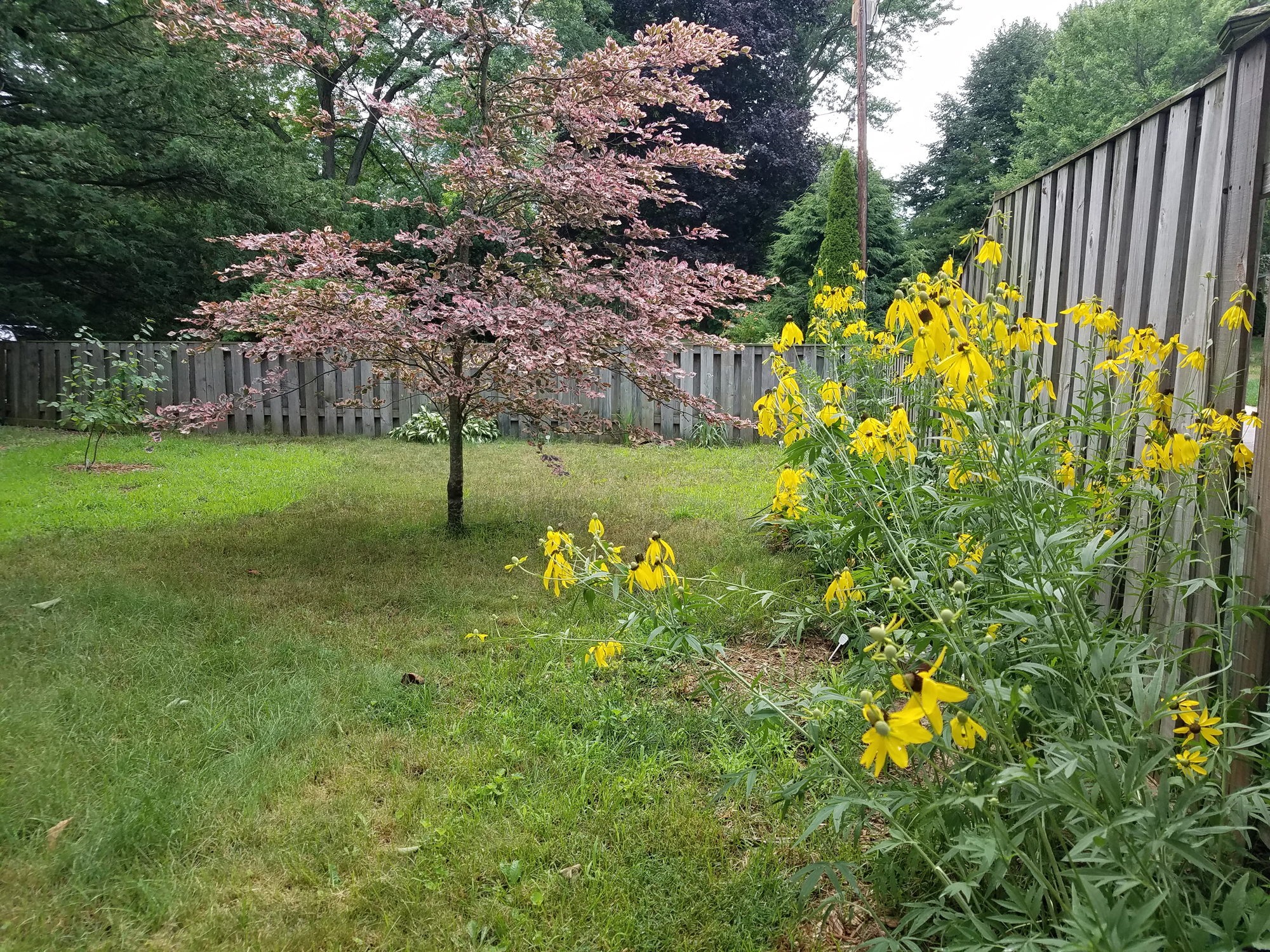gray-headed coneflower - blog