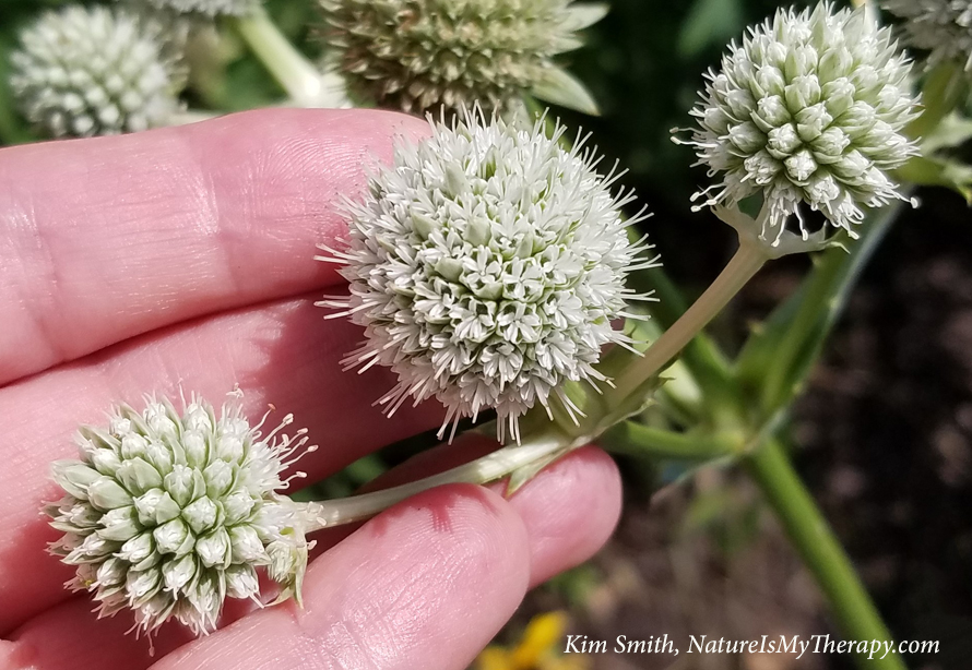 Rattlesnake master flower heads - blog - NIMT