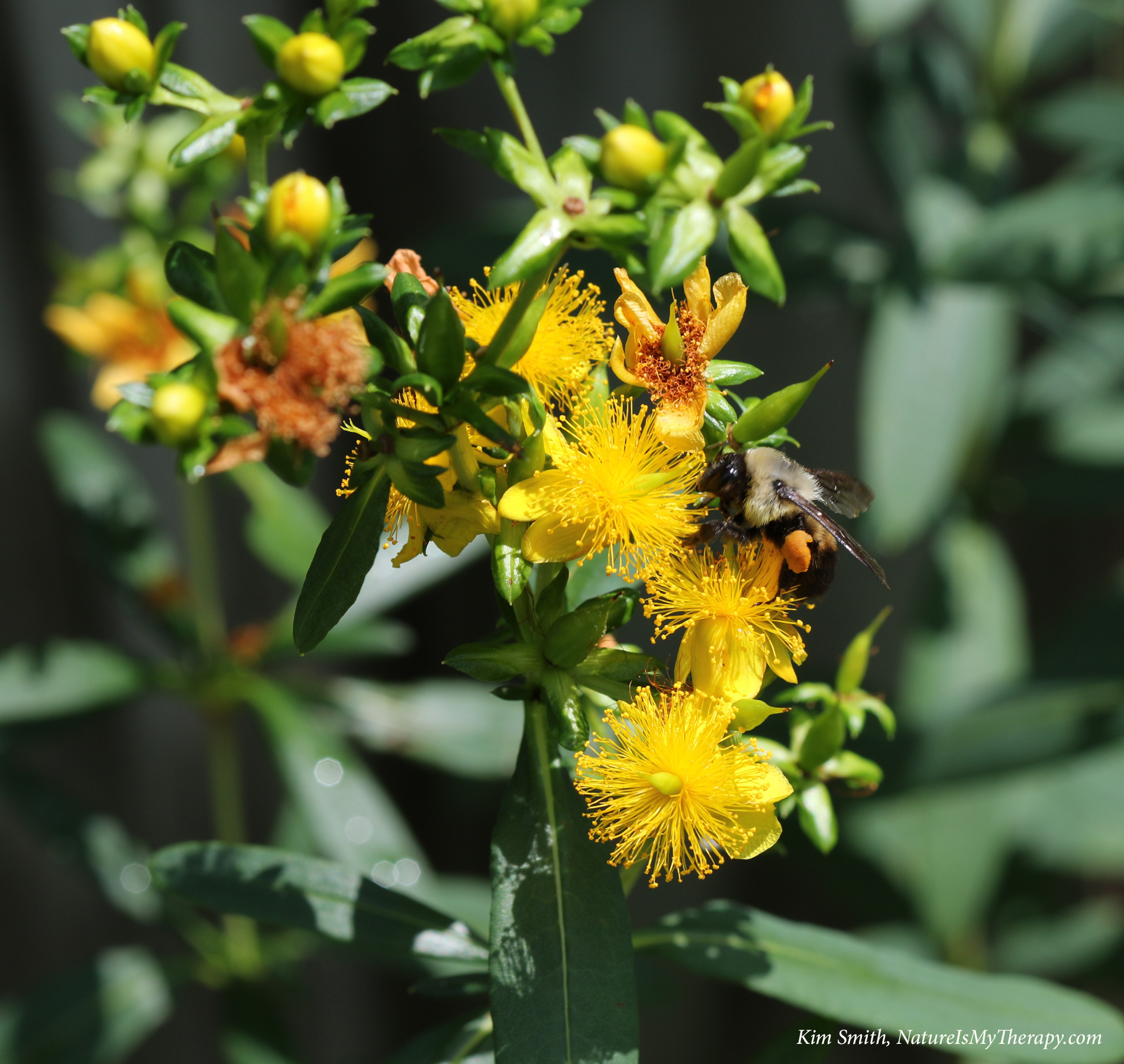 Shrubby st. john's wort with bumble bee