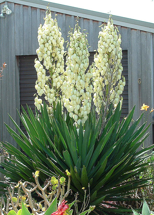 Yucca_filamentosa from Wikipedia