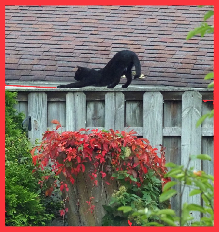 Black cat stretching atop a wood fence, with red-tinted virginia creeper vines below
